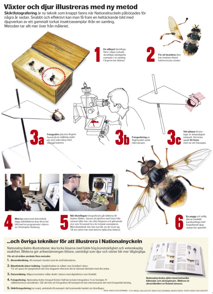 Växter och djur illustreras med ny metod Dagens Nyheter